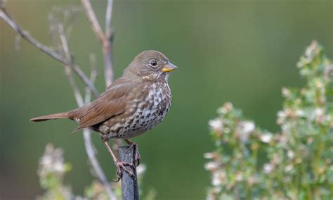 Fox Sparrow | Audubon Field Guide