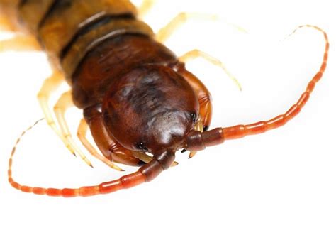 Stings So Good: Centipede Venom Could Fight Pain | Live Science