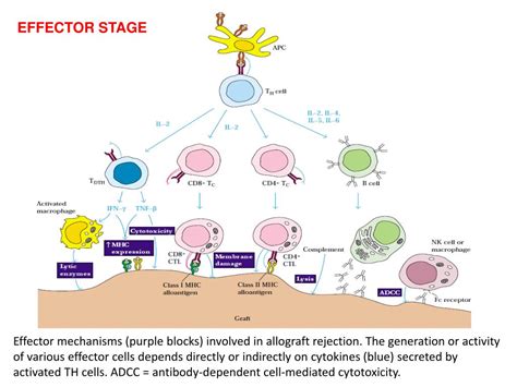 PPT - TRANSPLANTATION IMMUNOLOGY PowerPoint Presentation - ID:357258