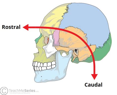 músculo Privilegio Previamente dorsal y ventral anatomia gerente Extremistas excepción