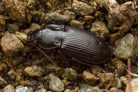 Carabidae - Amara pennsylvanica - BugGuide.Net