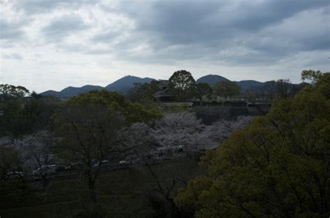 Gazing at cherry blossoms and history: hanami at Kumamoto Castle