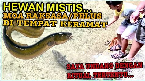 BELUT TERBESAR YANG MASIH ADA (PELUS) . DIUNDANG DENGAN RITUAL TERTENTU - YouTube