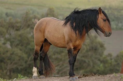 Sulphur Springs Stallion - I look at the beauty of my lil' mustang stud ...