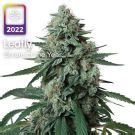 Jealousy Feminized Cannabis Seeds For Sale Online - ILGM