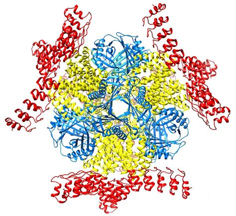 ‘Scaffolding’ method allows biochemists to see proteins in remarkable detail | UCLA