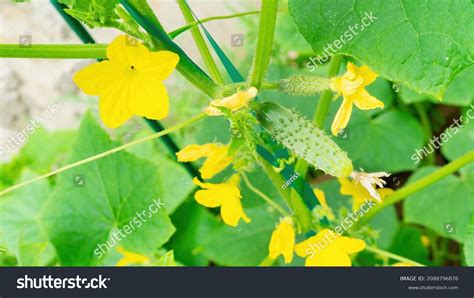 Ovary Cucumbers Growing Parthenocarpic Gherkins On Stock Photo ...