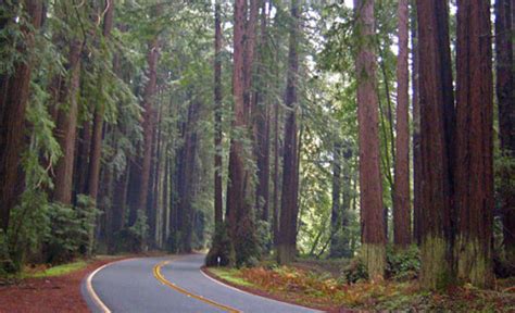 Navarro River Redwoods State Park, Albion, CA - California Beaches