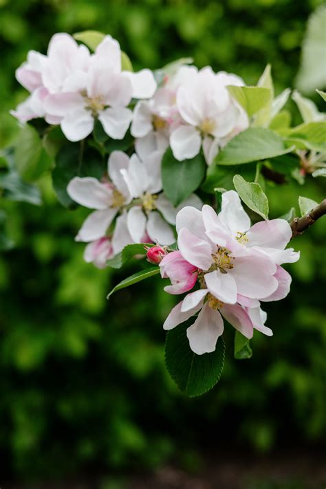 An apple tree in bloom up close | Free Stock Image - Barnimages