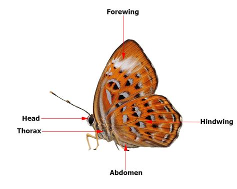 Butterflies of Singapore: Butterfly Anatomy