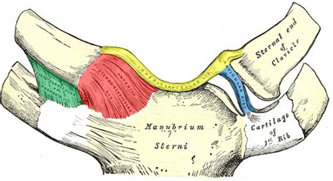 Stenoclavicular Joint Pain? - Regenexx