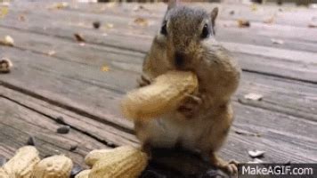 Squirrel Eating GIFs - Find & Share on GIPHY