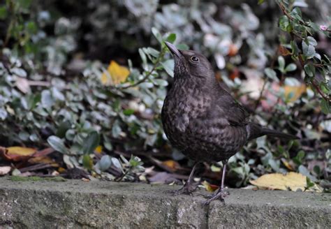 rambles with a camera: Blackbirds in my garden