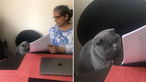 Woman Showing Papers to Grey Cat | Know Your Meme