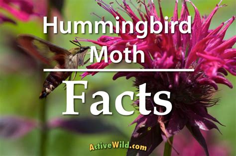 Hummingbird Moth Facts & Pictures: Moths That Look Like Hummingbirds