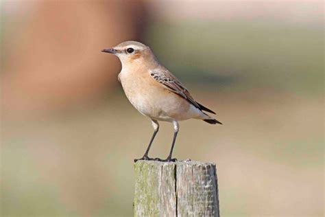 NT Orford Ness National Nature Reserve | Visit East of England