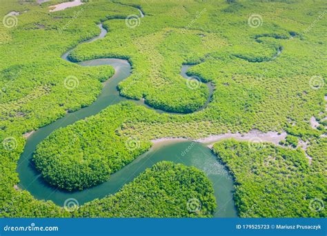 Aerial View of Amazon Rainforest in Brazil, South America. Green Forest Stock Image - Image of ...