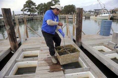 Oyster farming in Maryland