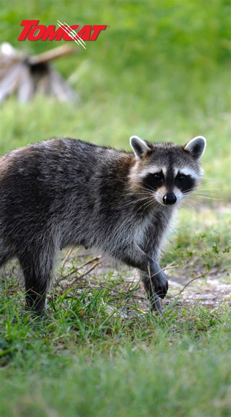 Raccoons are the smart scavengers who make a mess of your yard and dig up your mulch and grass ...