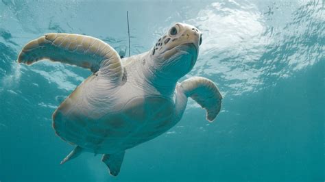 Turtle's U-turn days before Tongan volcanic eruption captured by satellite imagery - ABC News