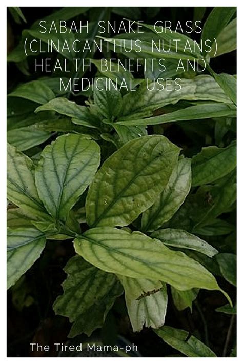 Sabah Snake Grass (Clinacanthus nutans) Health Benefits and Medicinal Uses