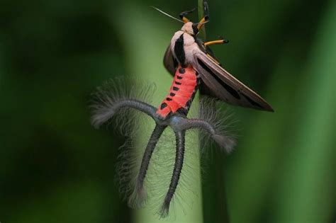 Creatonotos Gangis Moth: Identification, Life Cycle, Facts & Pictures