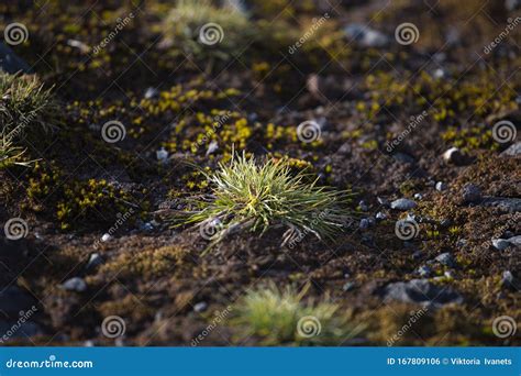 Macrophoto of Deschampsia Antarctica, the Antarctic Hair Grass, One of ...