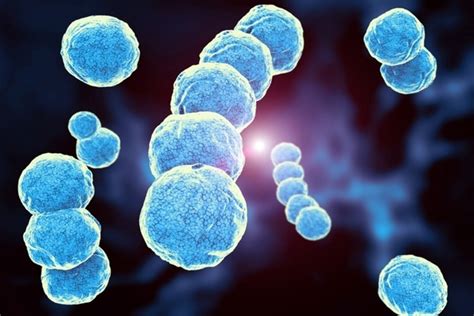 Streptococcus pyogenes: síntomas y tratamiento (de las principales enfermedades) - Tua Saúde