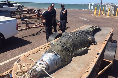 Crocodile attack near Darwin leaves fisherman with serious hand injuries | The New Daily