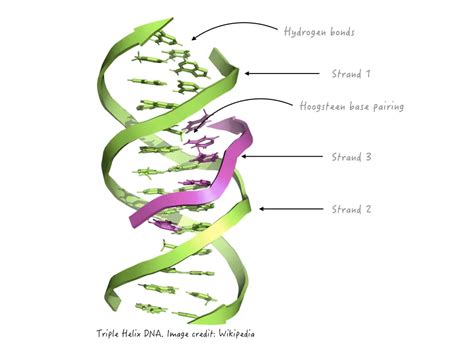 What is Triple Helix DNA and How Does it Form? – Genetic Education