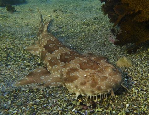 Spotted Wobbegong: A Sluggish, Yet Fascinating Natural Swimmer