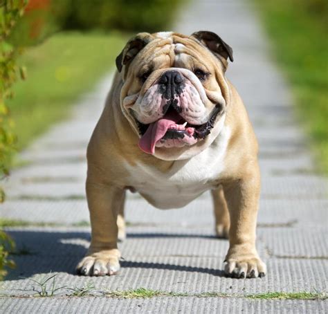 What is an English Bulldog? (with pictures)