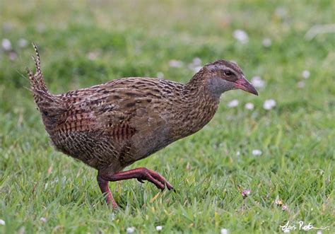 Weka | New Zealand | Bird images from foreign trips | Gallery | My World of Bird Photography by ...