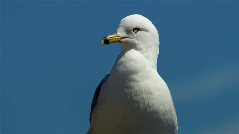 Seagull Keeping An Eye Photograph by Robert Zeigler - Fine Art America