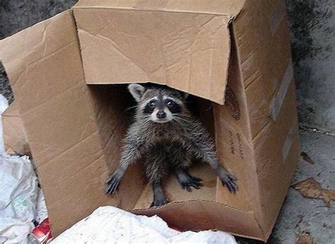 This is a private box. | Cute animals, Raccoon funny, Funny animal pictures