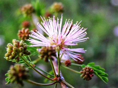 mimosa flowers pictures | Posted by Rehan Ahmed at 11:52 PM Mimosa Flower, Sugar Flowers, Types ...