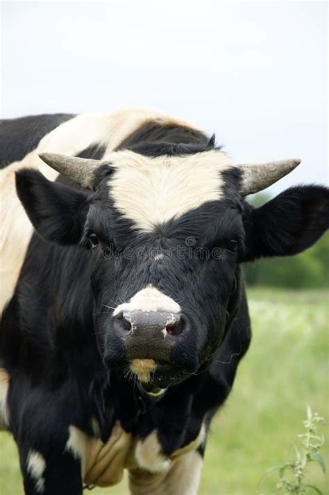 Oxen stock photo. Image of domestic, meadow, horn, summer - 6062420