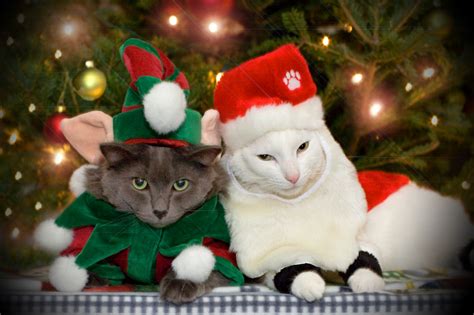 Christmas Kittens - Christmas Photo (2948043) - Fanpop