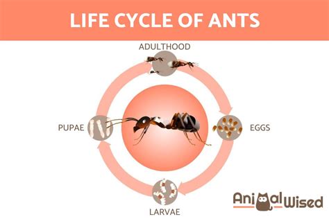 How Long Do Ants Live? - Lifespan of Ants