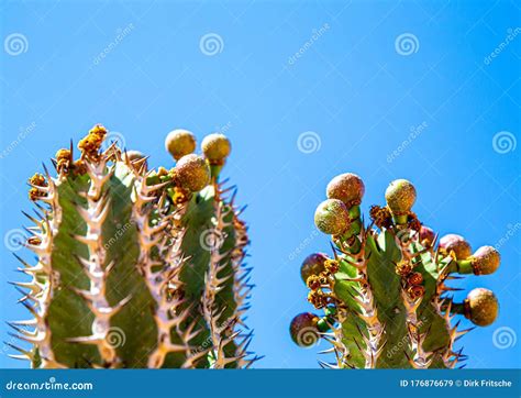 Plants and Trees at the Namib Desert in Namibia Stock Image - Image of ...