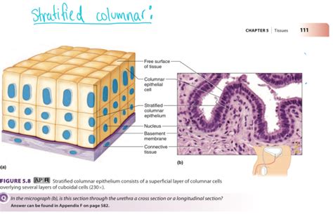 Stratified Squamous Epithelium Labeled