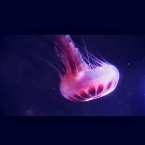 Raising Pet Jellyfish | Pet jellyfish, Jellyfish pictures, Sea creatures