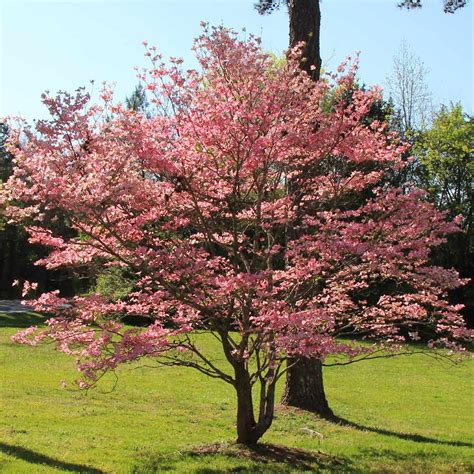 Red Dogwood Trees for Sale | BrighterBlooms.com