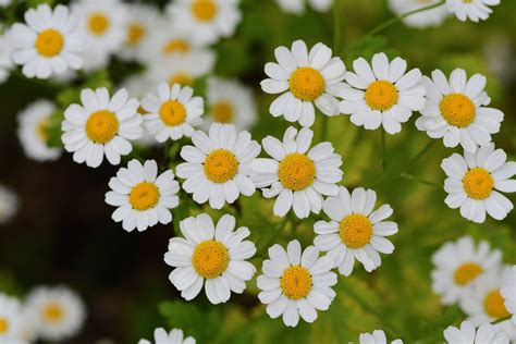 Medicinal Feverfew Uses – What Are The Health Benefits Of Feverfew Plants