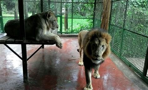 Entebbe Zoo in financial crisis as 250 animals stare at starvation during the lockdown - Nile Post