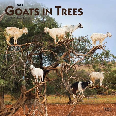 The “Goats In Trees” Calendar 2021 - Top10animal