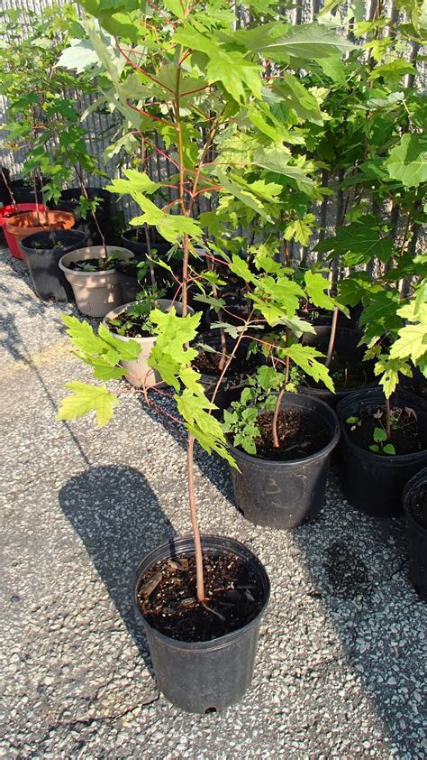 Toronto Eavestroughing: Free Silver Maple Trees ( All Gone)