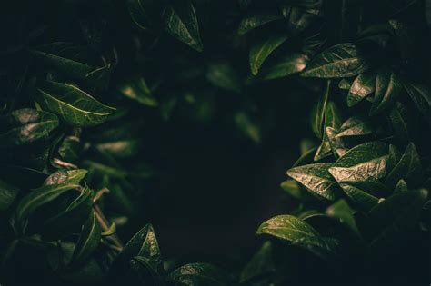 🔥 Free download leaves dark plant green blur closeup 4K wallpaper [4608x3072] for your Desktop ...