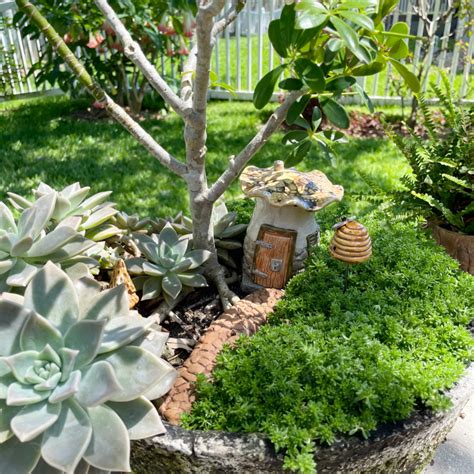 Favorite Fairy Garden Plants – Debbie Johnson Ceramics