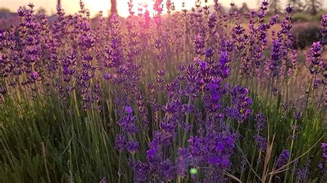 123 Farm Lavender Festival